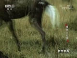 动物世界 《动物世界》 20180324 捕食大比拼