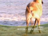 走近科学 《走近科学》 20150526 神犬先锋-神犬是怎样练成的