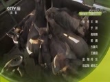 自然传奇 《自然传奇》 20170903 新家园的诱惑