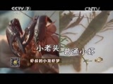 致富经 《致富经》 20150521 虾叔的小龙虾梦