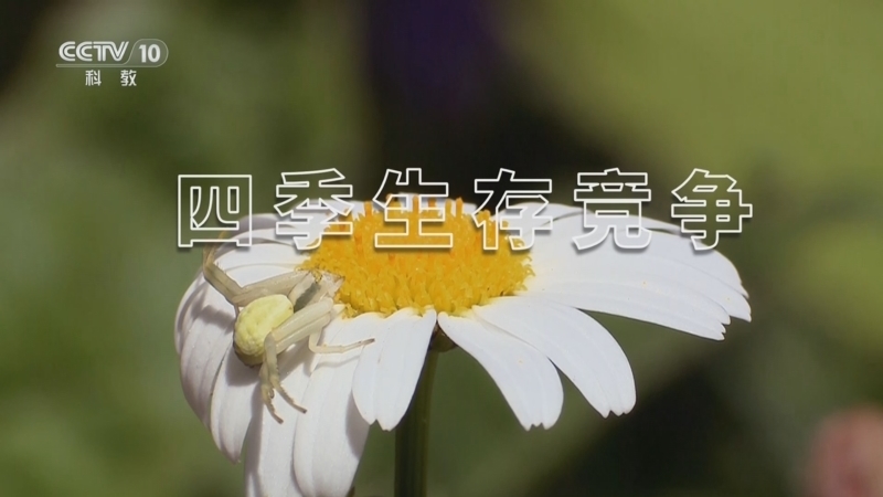 自然传奇 《自然传奇》 20251215 四季生存竞争