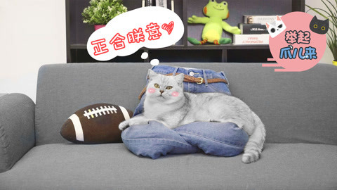 举起爪儿来 牛仔裤秒变猫窝