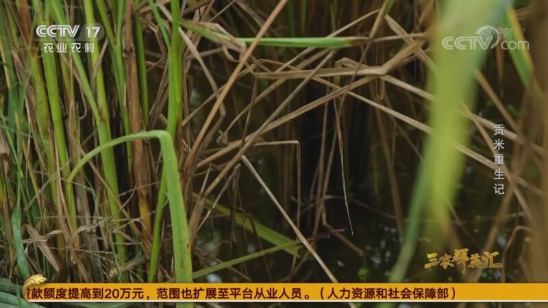 三农群英汇 《三农群英汇》 20201031 贡米重生记