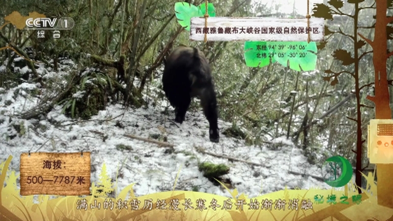 《秘境之眼》 不丹羚牛 20210606