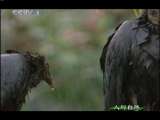 人与自然 人与自然 2010年 第187期