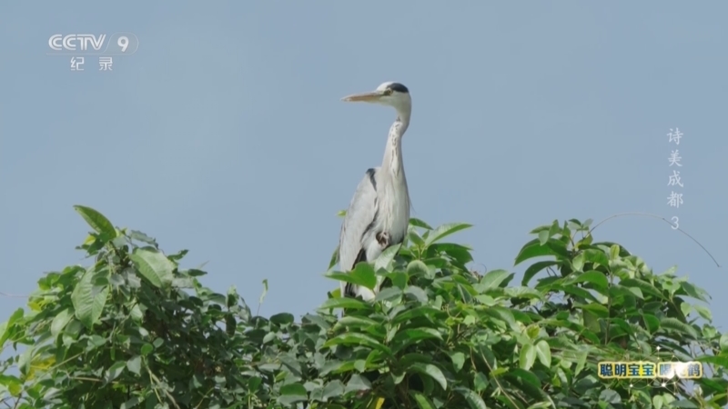 《诗美成都》 第3集 杜甫贪看鸟