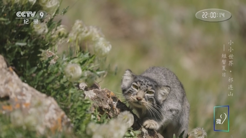 《小小世界 祁连山》 第4集 短暂夏日