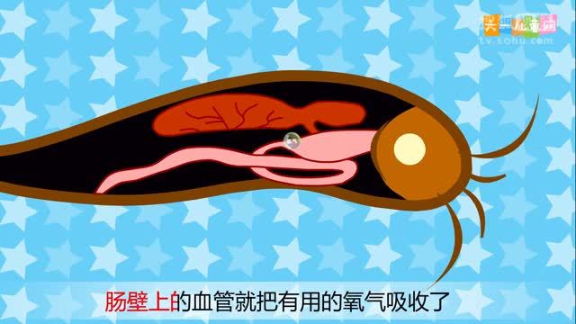 嘟拉十万个为什么 为什么泥鳅要吐泡？