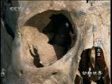动物世界 第1精品之动物世界 2010年 第18期