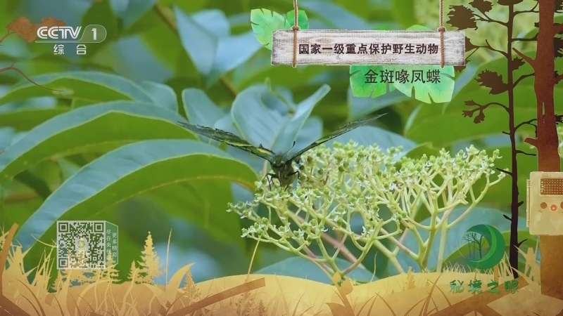 秘境之眼 《秘境之眼》 金斑喙凤蝶 20230530