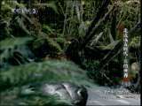动物世界 动物世界 2010年 第171期