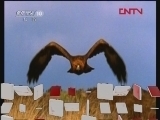 自然传奇 动物战场（三）[自然传奇] 20120207