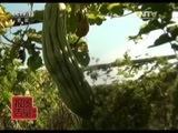 每周质量报告 《每周质量报告》 20151206 蔬菜农残调查