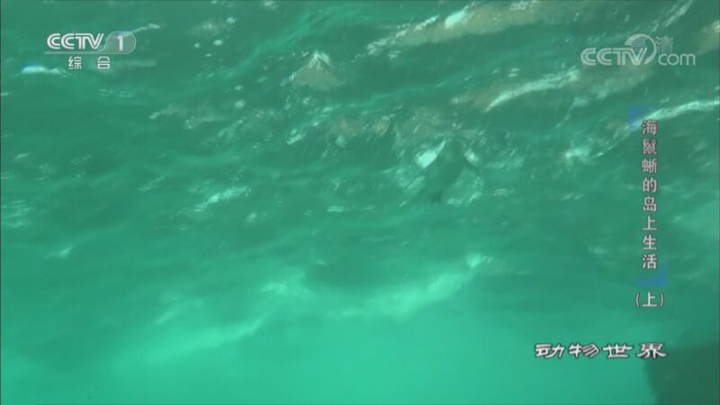 动物世界 《动物世界》 20201106 海鬣蜥的岛上生活（上）
