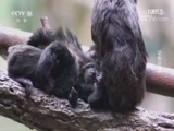 自然传奇 《自然传奇》 20170823 动物百态