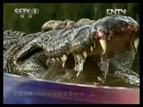 动物世界 《动物世界》 20130419 双面鳄鱼的多彩生活（上）