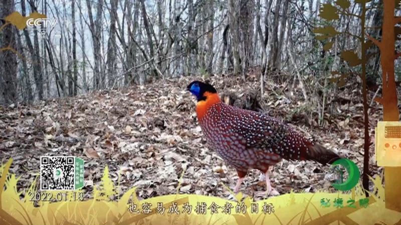 秘境之眼 《秘境之眼》 红腹角雉 20221014