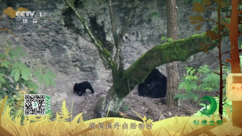《秘境之眼》 黑熊 20211227