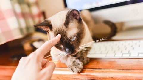 为什么猫爱躺键盘?