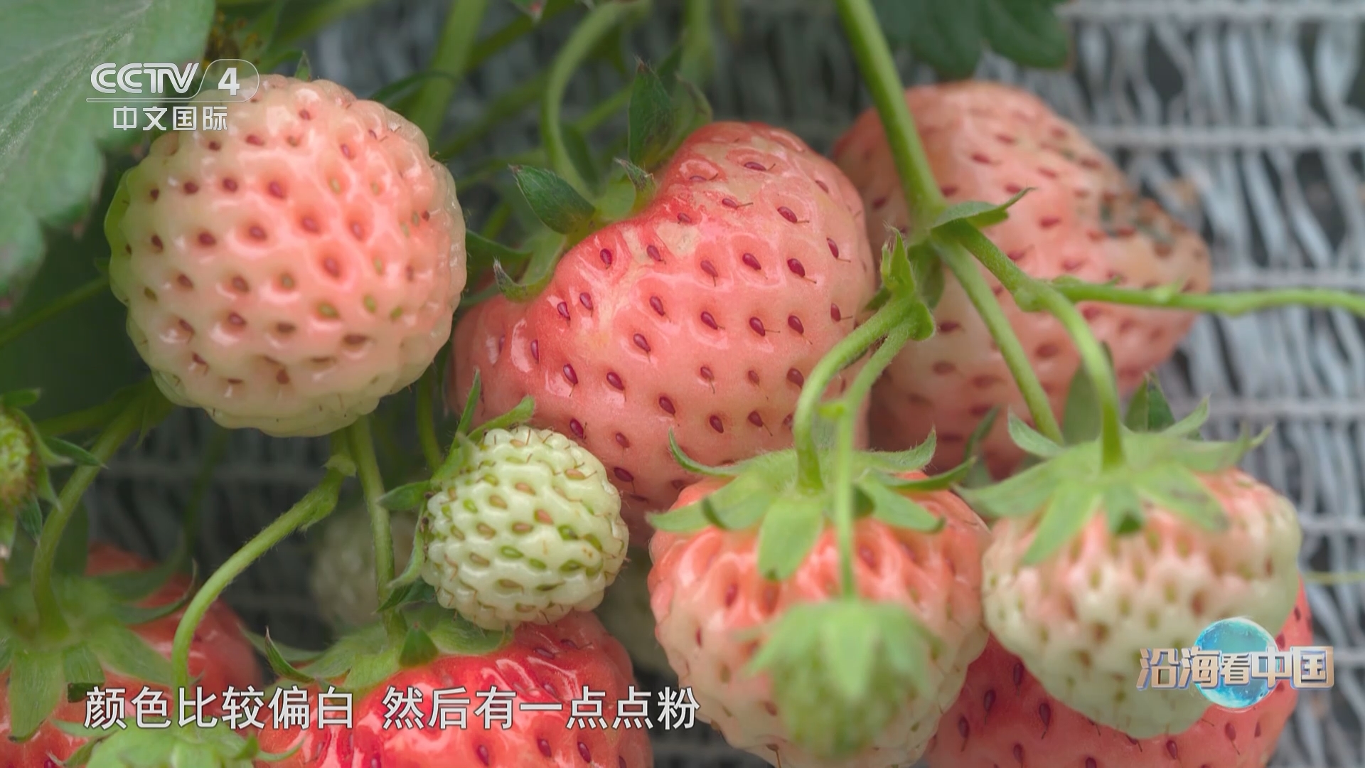 远方的家 《远方的家》 20240223 沿海看中国（54） 希望田野 光影宁波