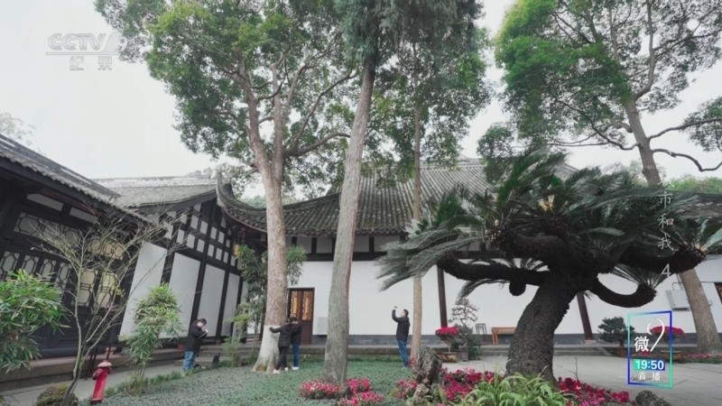 《公园城市和我》 第4集 你好 古树先生