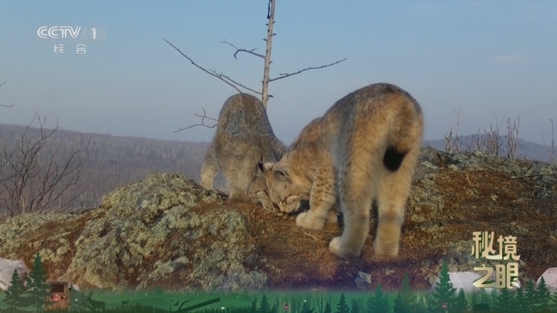 秘境之眼 《秘境之眼》 猞猁 20250207