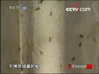 走近科学 变蛆为宝