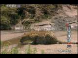 动物世界 动物世界 2010年 第126期