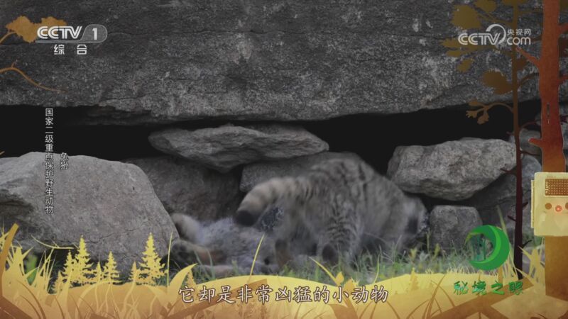秘境之眼 《秘境之眼》 兔狲/小熊猫/黄喉貂 20231202