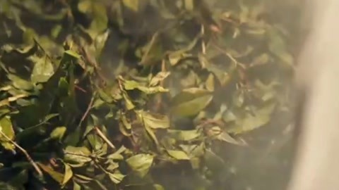 传奇老字号 川字茶的茶叶帝国