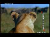 动物世界 动物世界 2010年 第37期