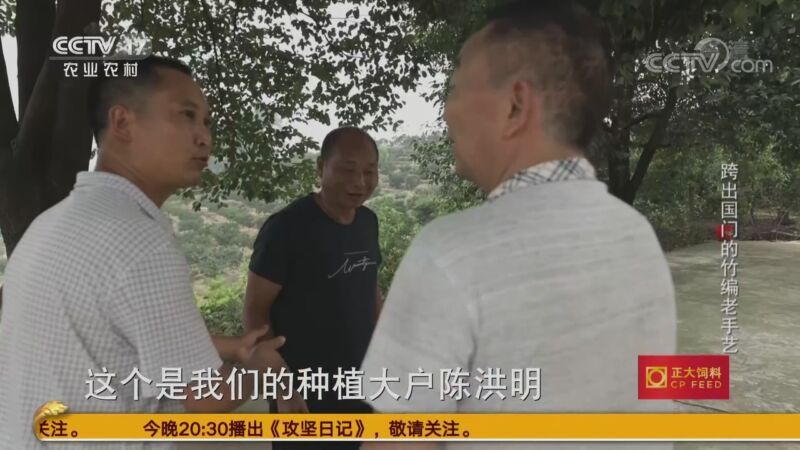 三农群英汇 《三农群英汇》 20201007 跨出国门的竹编老手艺
