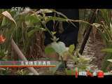 科技人生 玉米地里的诱惑 科技人生 20110501