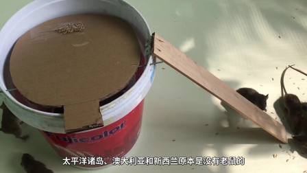 普通人没机会登航母，但老鼠却在航母上安了家