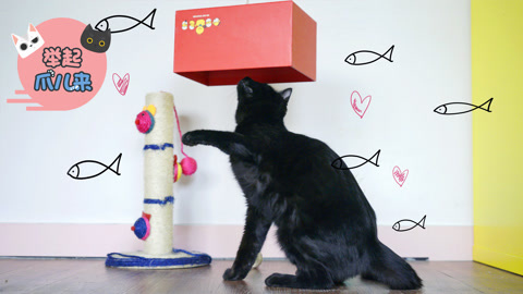 举起爪儿来 DIY懒猫克星钓猫盒
