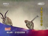 人与自然 《人与自然》 20150203 自然发现 哺乳动物——无与伦比的身体（上）