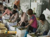 消费主张 《消费主张》 20160606 缤纷水果夏飘香——荔枝