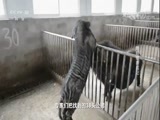 走近科学 《走近科学》 20171102 青峪猪养成记