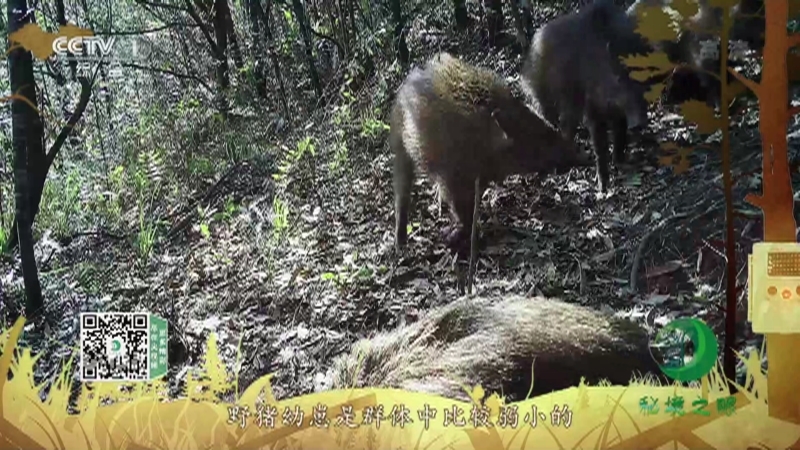 《秘境之眼》 野猪 20210909