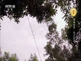 自然传奇 《自然传奇》 20170205 探秘自然·宝贝生活