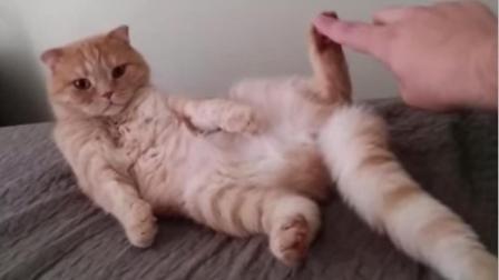 聊斋怪谈 主人挠猫咪脚底痒痒 猫咪两条腿吓的 伸的笔直