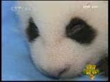 新闻袋袋裤 新闻袋袋裤 2009年 第278期