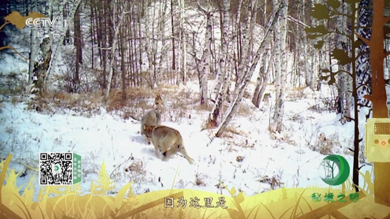 秘境之眼 《秘境之眼》 狼 20230119