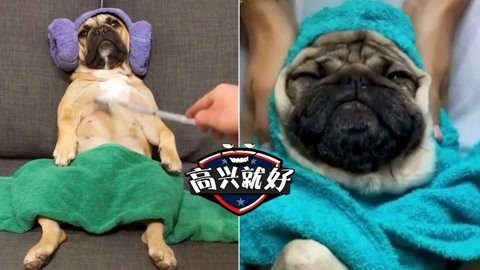 高兴就好 爆笑盘点十大狗生巅峰时刻！一个比一个会享受啊！