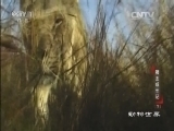 动物世界 《动物世界》 20160319 狮王成长记（下）