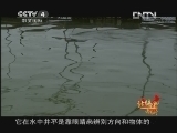 远方的家 《远方的家》 20130328 特别节目 神奇的古老物种