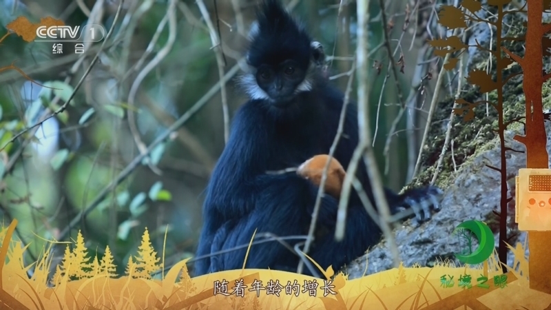 秘境之眼 《秘境之眼》 黑叶猴 20230803