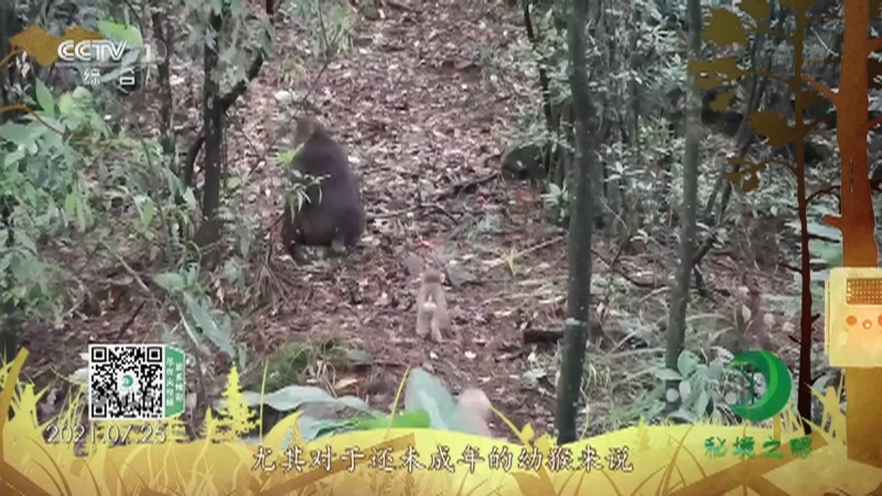 秘境之眼 《秘境之眼》 藏酋猴 20220127