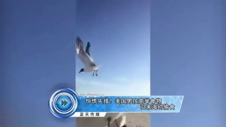 蓝天娱乐快报 2016 7月 惊慌失措 美国男孩高举食物引来海鸥偷食 160729