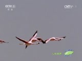 人与自然 《人与自然》 20150521 自然发现 南美野生世界——安第斯山脉（上）